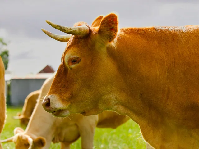 Vache Allherbe Brun V2ab